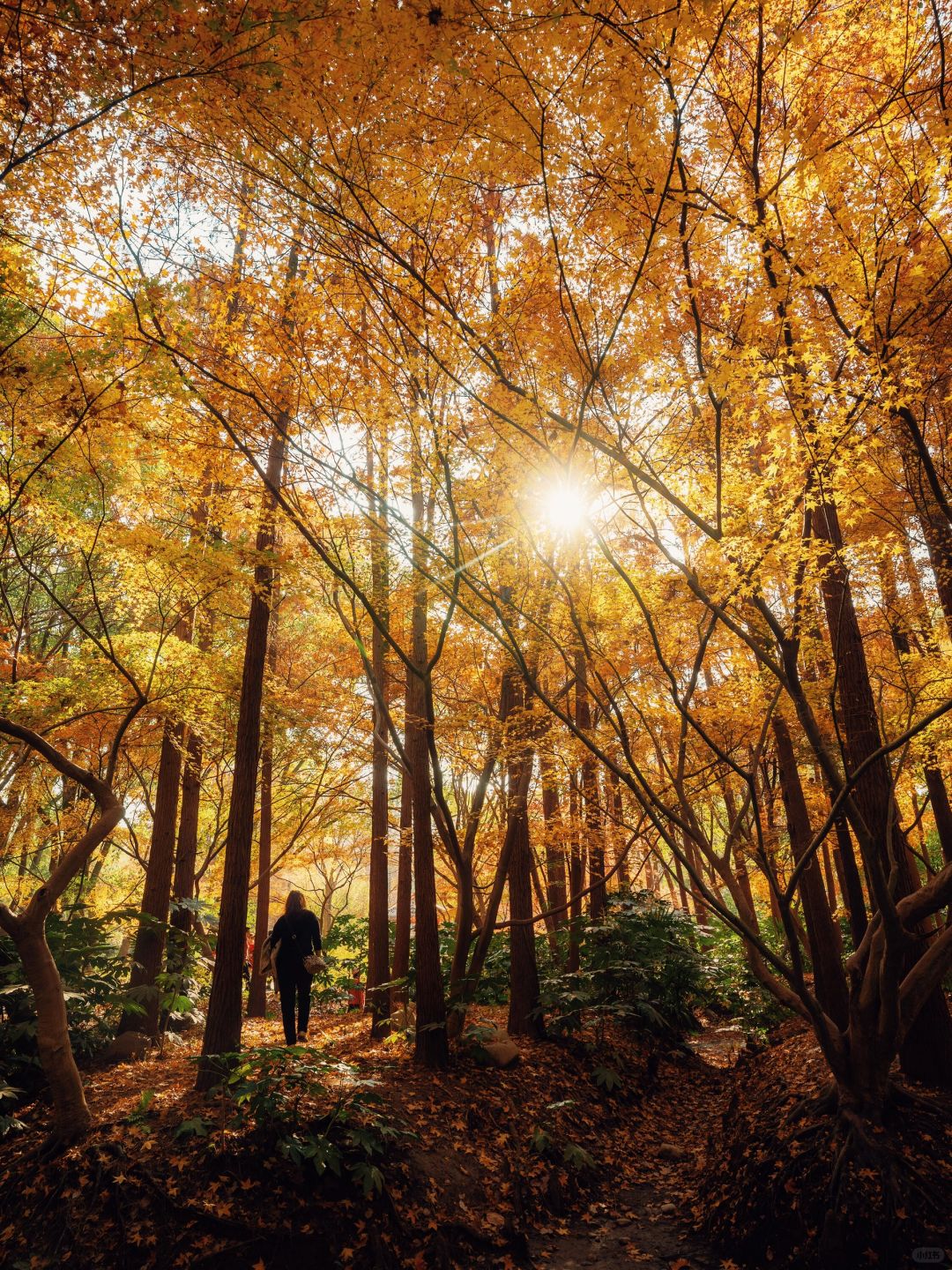 Jiangsu/Zhejiang/Shanghai-Take 10,000 fewer steps! Gongqing Forest Maple Leaf 12/20 Personal Tes