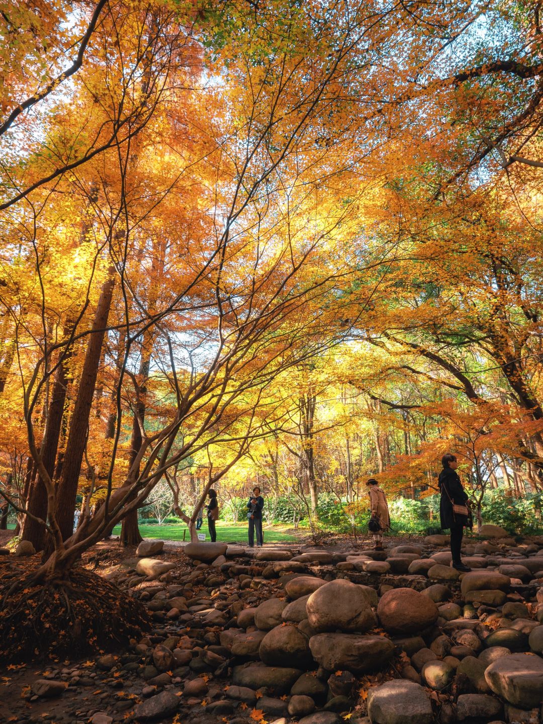 Jiangsu/Zhejiang/Shanghai-Take 10,000 fewer steps! Gongqing Forest Maple Leaf 12/20 Personal Tes