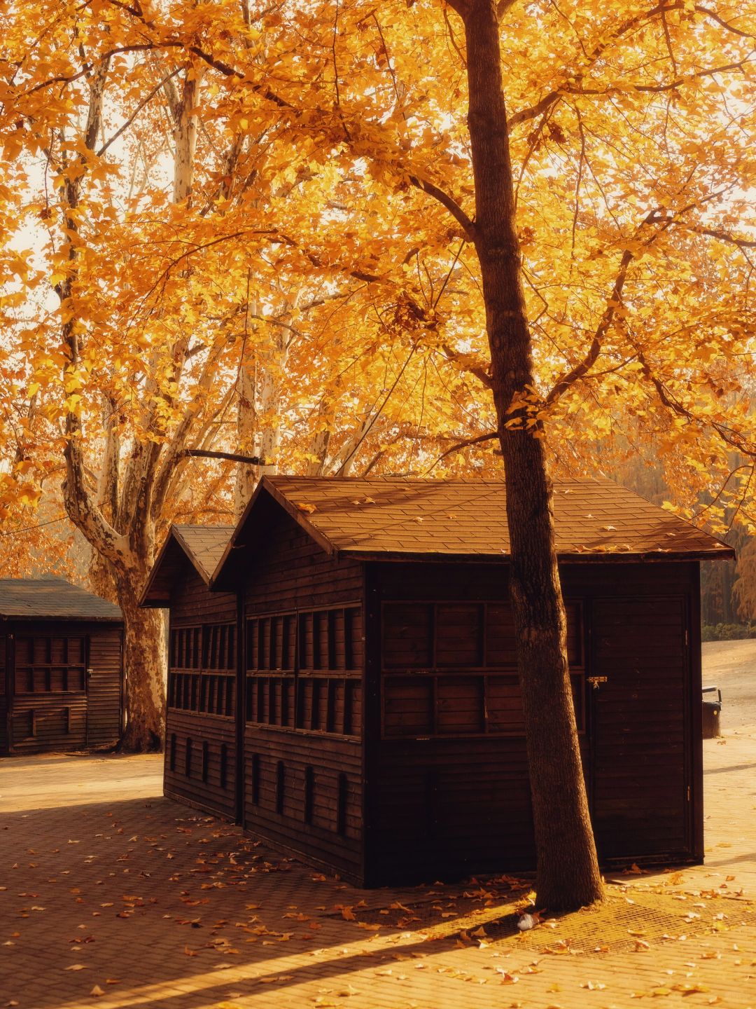 Jiangsu/Zhejiang/Shanghai-Take 10,000 fewer steps! Gongqing Forest Maple Leaf 12/20 Personal Tes