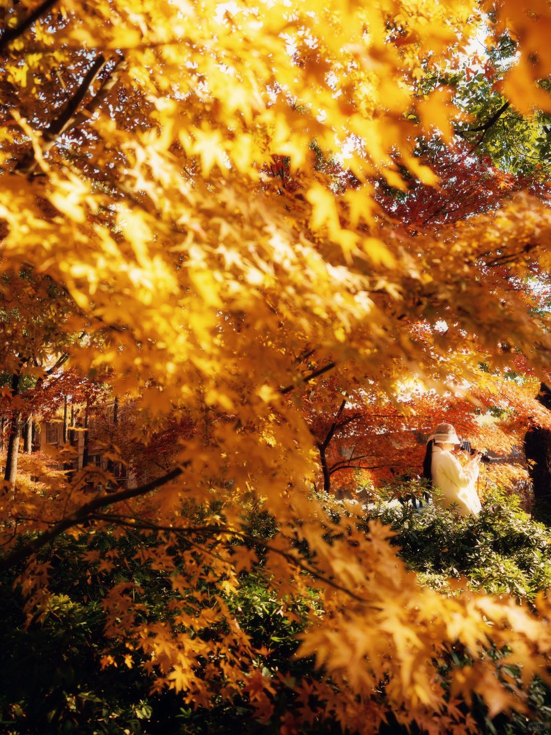 Jiangsu/Zhejiang/Shanghai-Take 10,000 fewer steps! Gongqing Forest Maple Leaf 12/20 Personal Tes