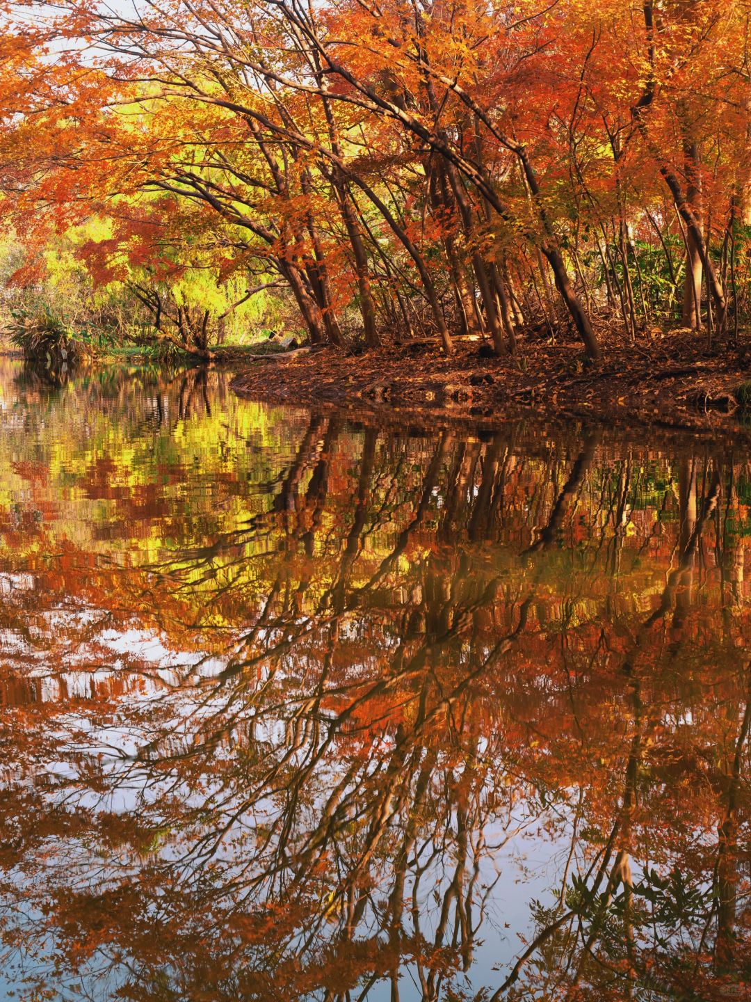 Jiangsu/Zhejiang/Shanghai-Take 10,000 fewer steps! Gongqing Forest Maple Leaf 12/20 Personal Tes