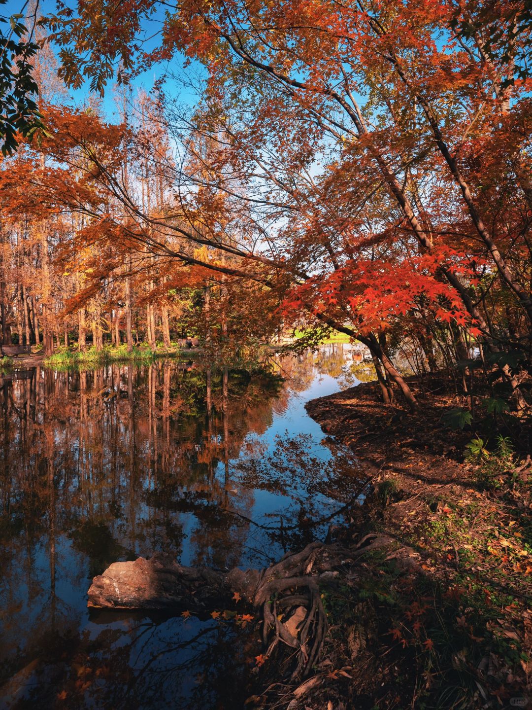 Jiangsu/Zhejiang/Shanghai-Take 10,000 fewer steps! Gongqing Forest Maple Leaf 12/20 Personal Tes