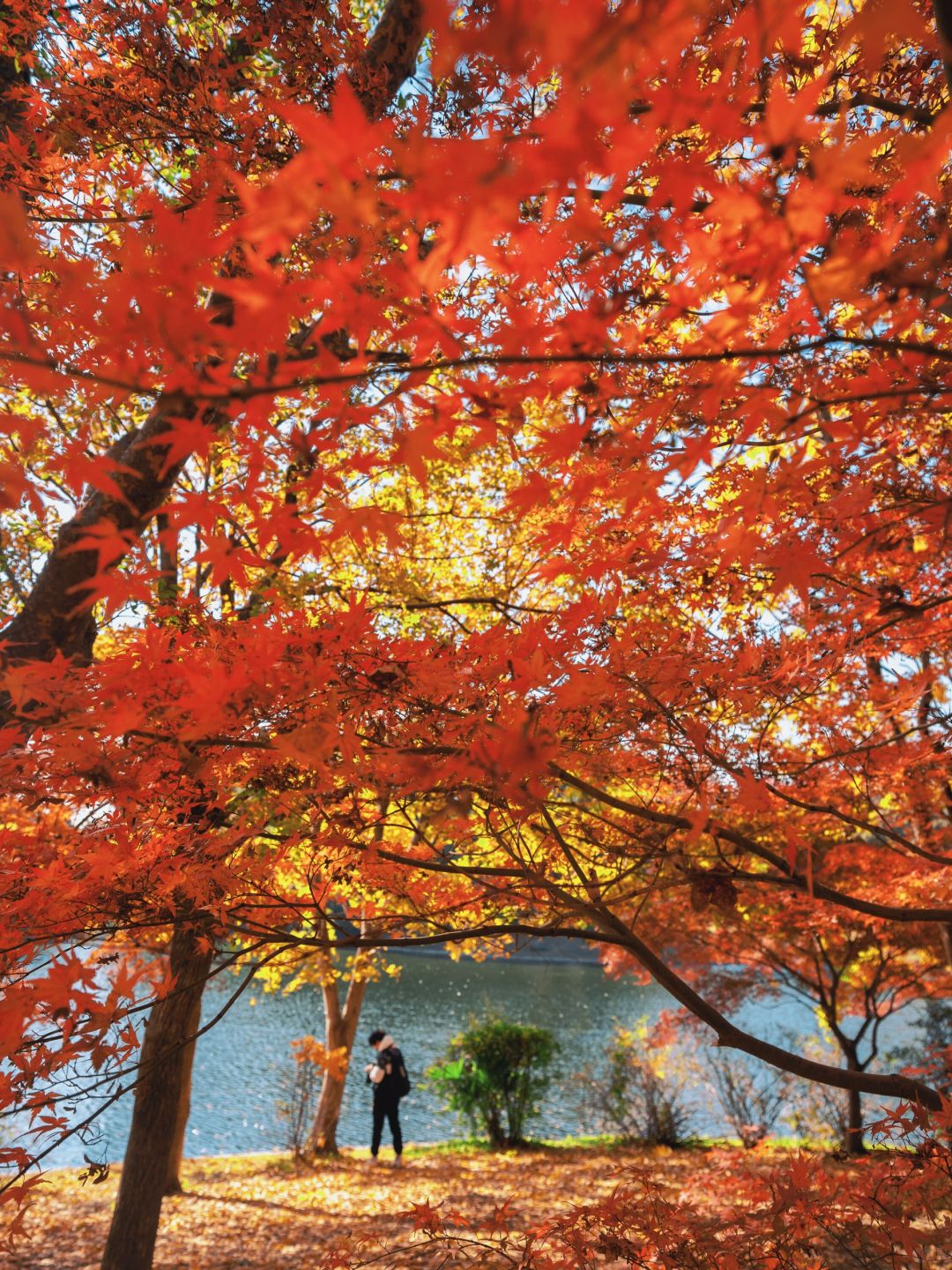 Jiangsu/Zhejiang/Shanghai-Take 10,000 fewer steps! Gongqing Forest Maple Leaf 12/20 Personal Tes