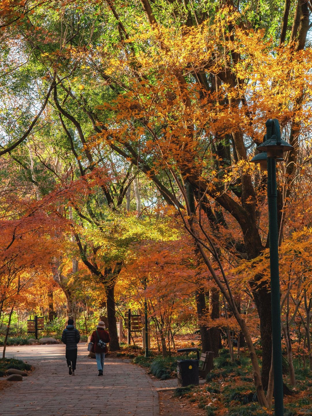 Jiangsu/Zhejiang/Shanghai-Take 10,000 fewer steps! Gongqing Forest Maple Leaf 12/20 Personal Tes