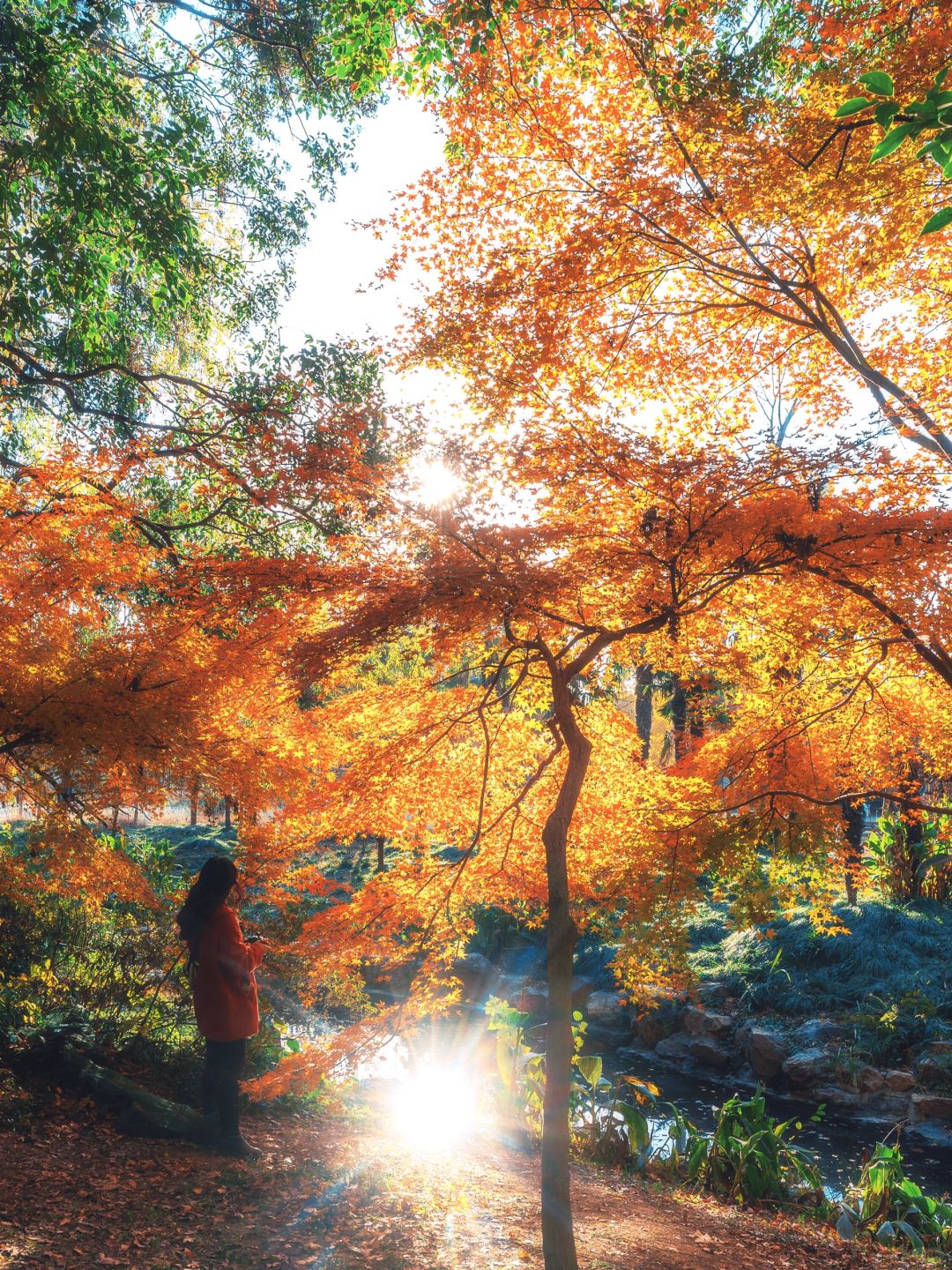 Jiangsu/Zhejiang/Shanghai-Take 10,000 fewer steps! Gongqing Forest Maple Leaf 12/20 Personal Tes