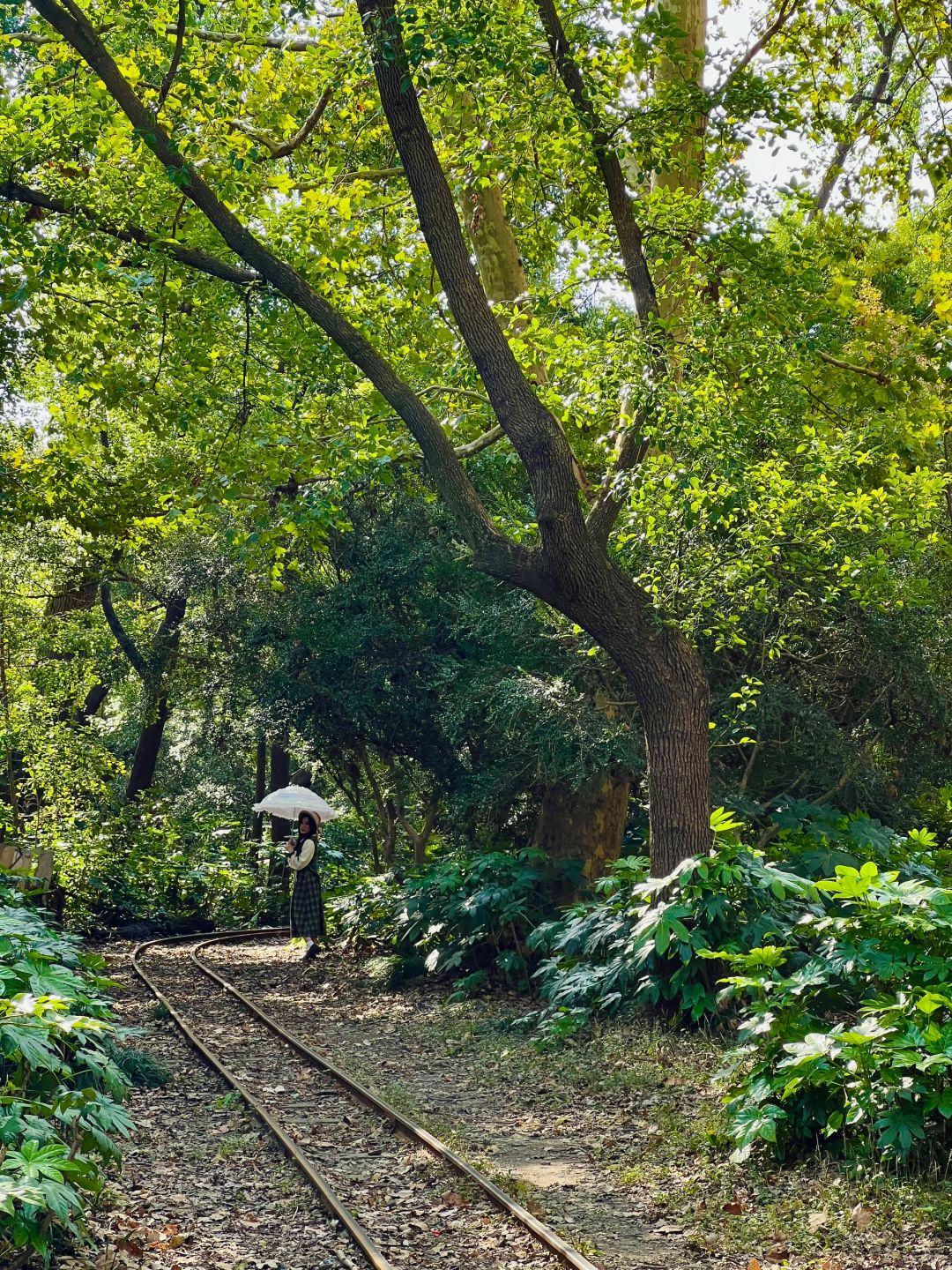 Jiangsu/Zhejiang/Shanghai-Oh my god! Monet's garden was actually decorated with trees blown down