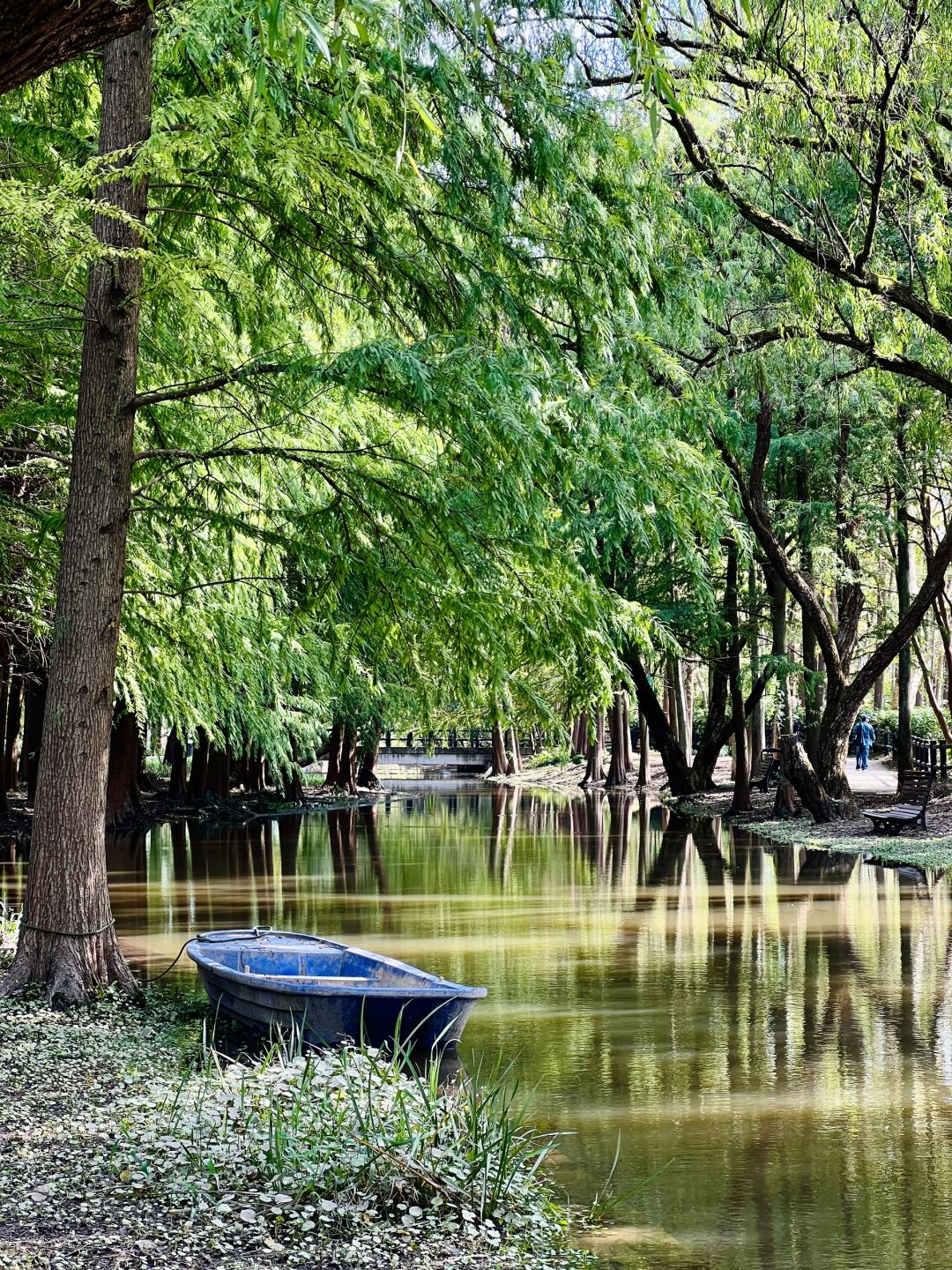 Jiangsu/Zhejiang/Shanghai-Oh my god! Monet's garden was actually decorated with trees blown down