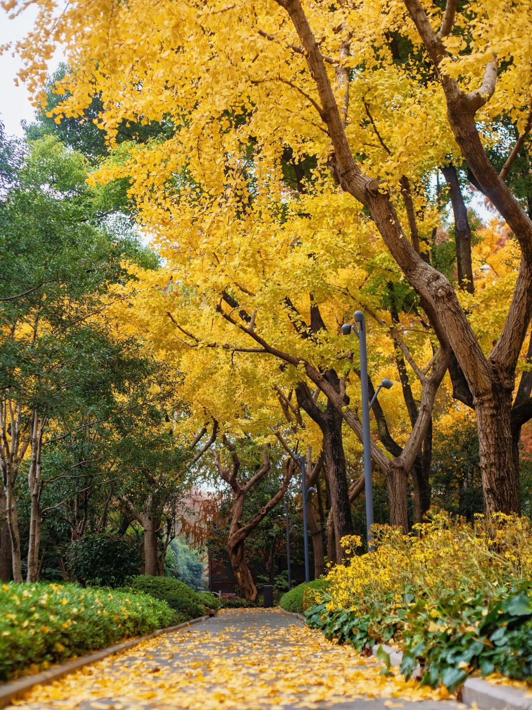 Jiangsu/Zhejiang/Shanghai-No exaggeration! One of the most beautiful small parks in Shanghai thi