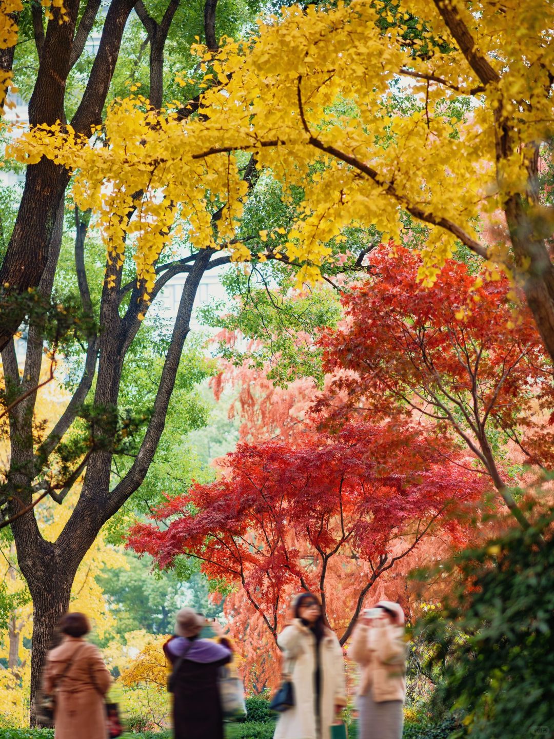 Jiangsu/Zhejiang/Shanghai-No exaggeration! One of the most beautiful small parks in Shanghai thi