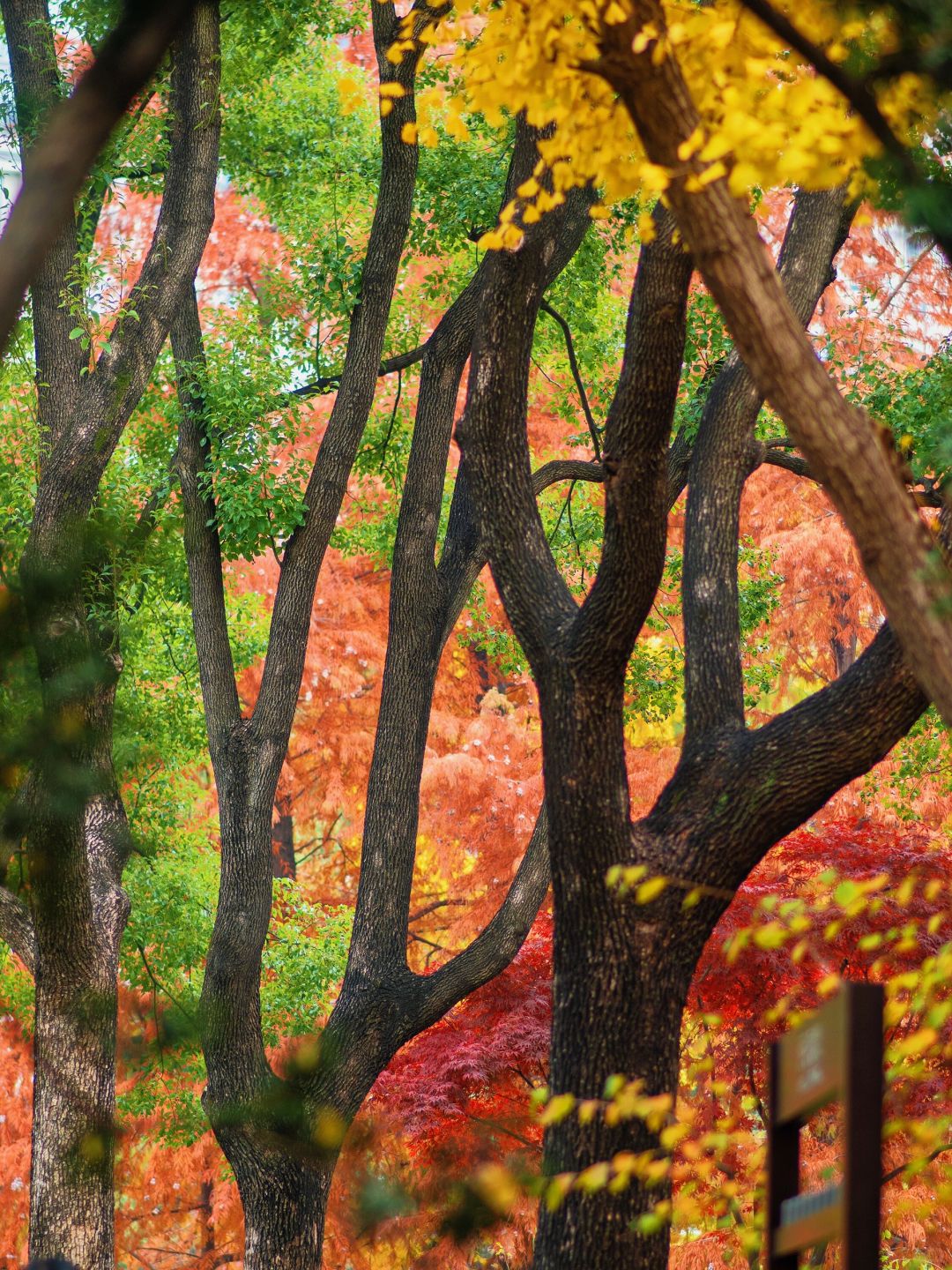 Jiangsu/Zhejiang/Shanghai-No exaggeration! One of the most beautiful small parks in Shanghai thi