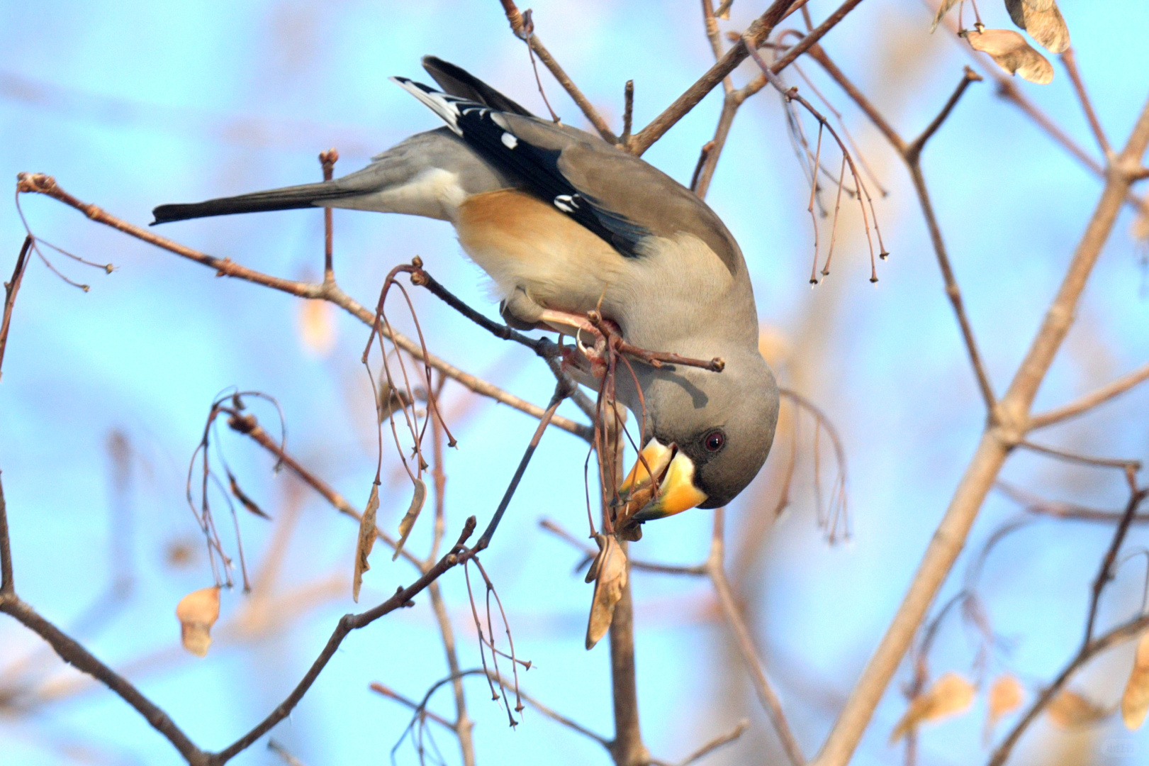 Beijing/Tianjin-Photographed in Yuyuantan Park on December 21, 2024, black-tailed gros