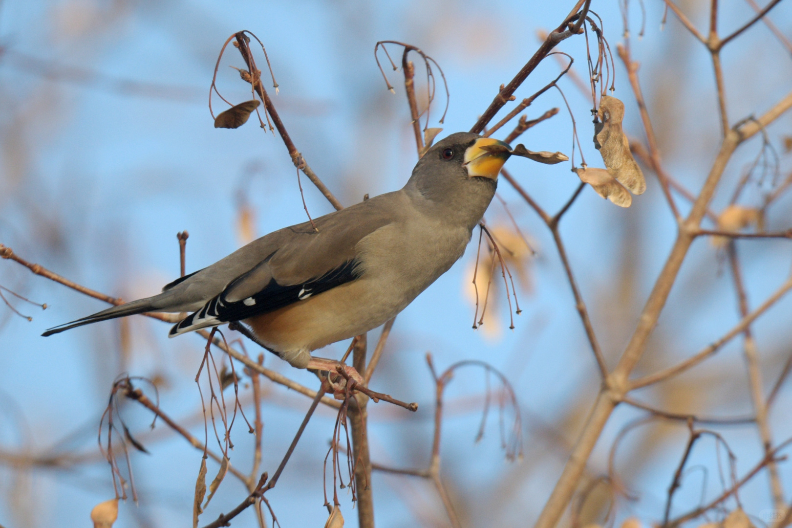 Beijing/Tianjin-Photographed in Yuyuantan Park on December 21, 2024, black-tailed gros