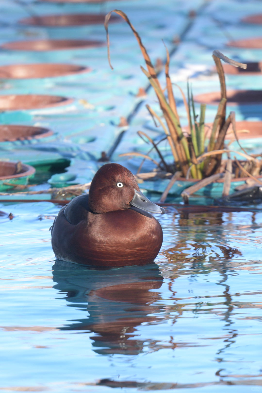 Beijing/Tianjin-Photographed in Yuyuantan Park on December 21, 2024, black-tailed gros