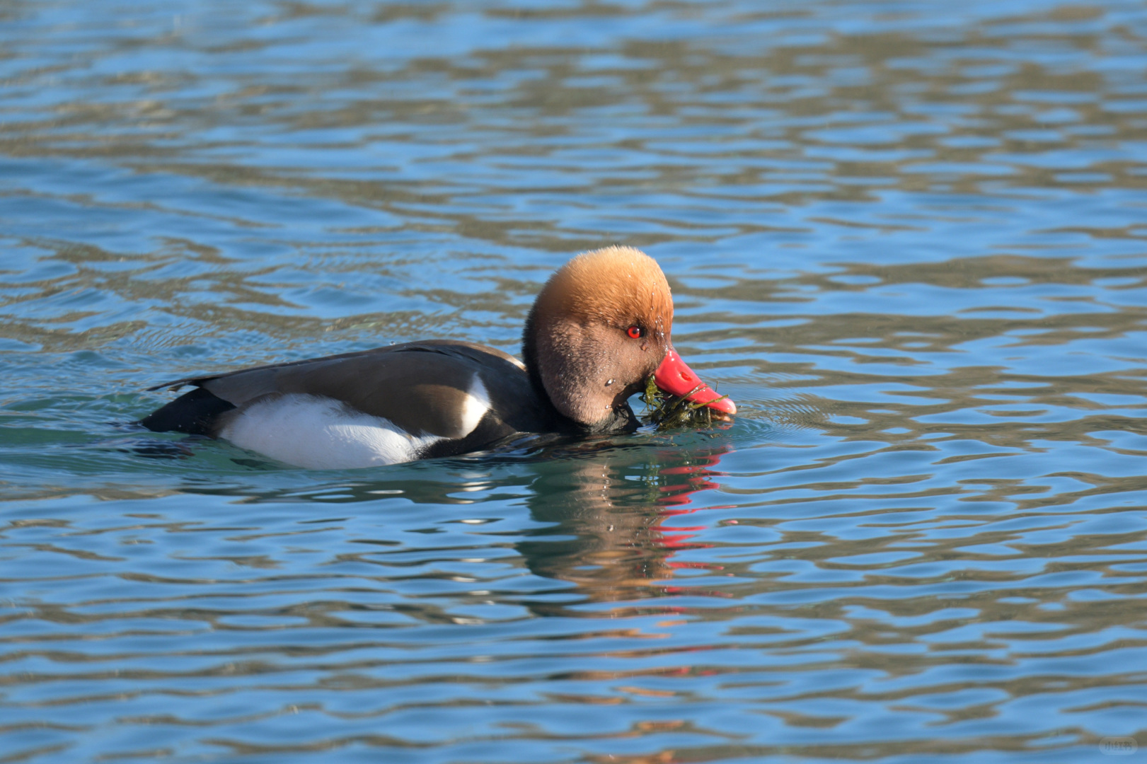 Beijing/Tianjin-Photographed in Yuyuantan Park on December 21, 2024, black-tailed gros