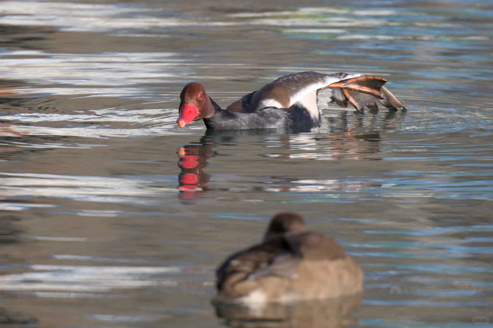 Beijing/Tianjin-Photographed in Yuyuantan Park on December 21, 2024, black-tailed gros