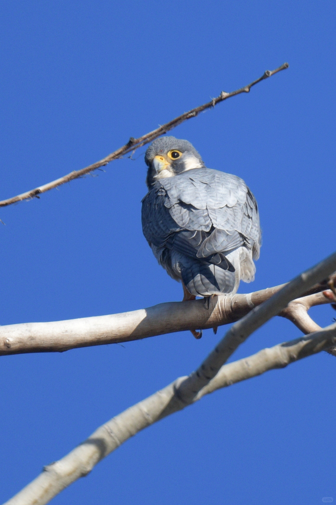 Beijing/Tianjin-Photographed in Yuyuantan Park on December 21, 2024, black-tailed gros