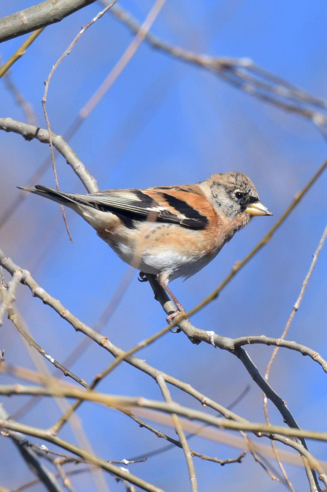 Beijing/Tianjin-Photographed in Yuyuantan Park on December 21, 2024, black-tailed gros