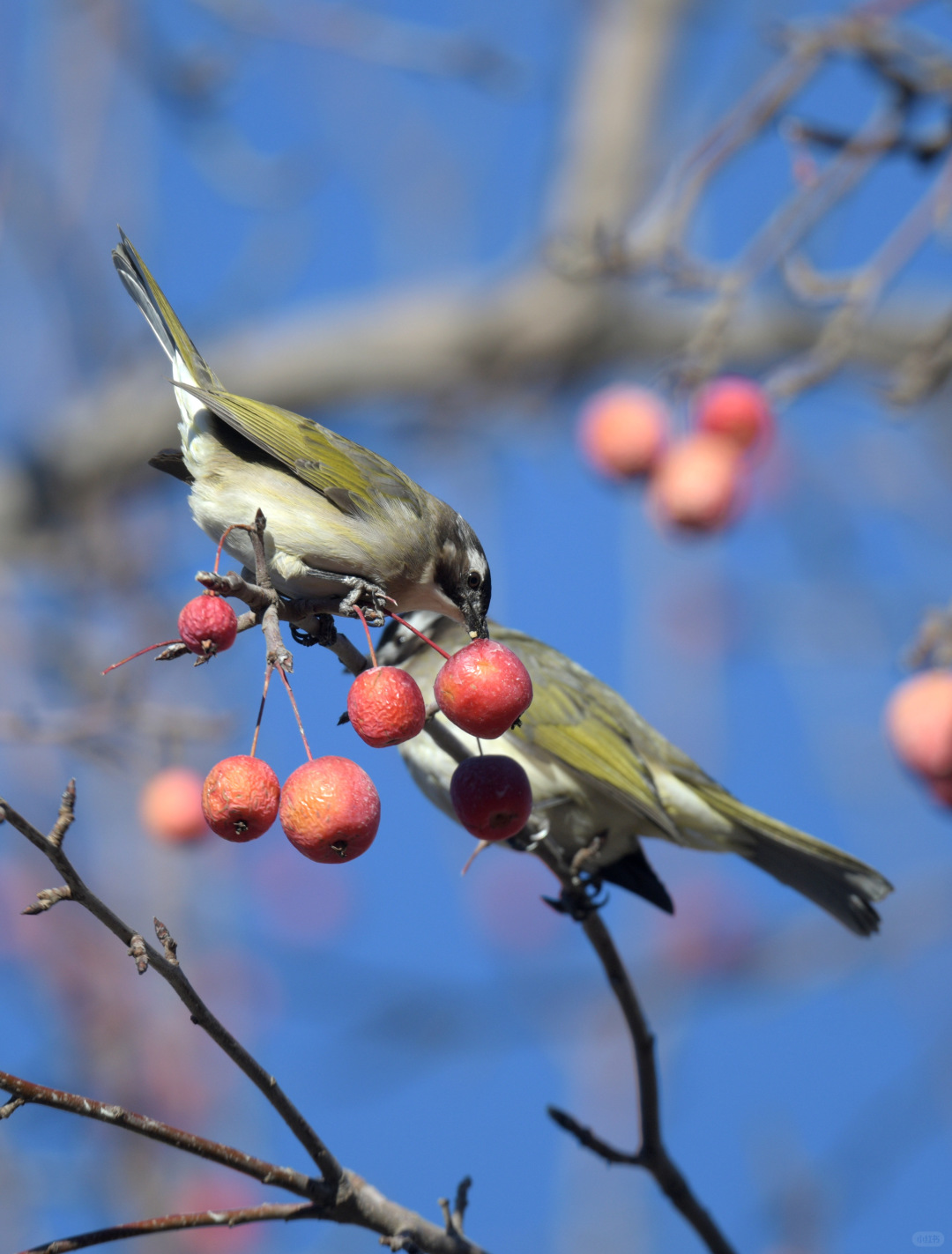 Beijing/Tianjin-Photographed in Yuyuantan Park on December 21, 2024, black-tailed gros