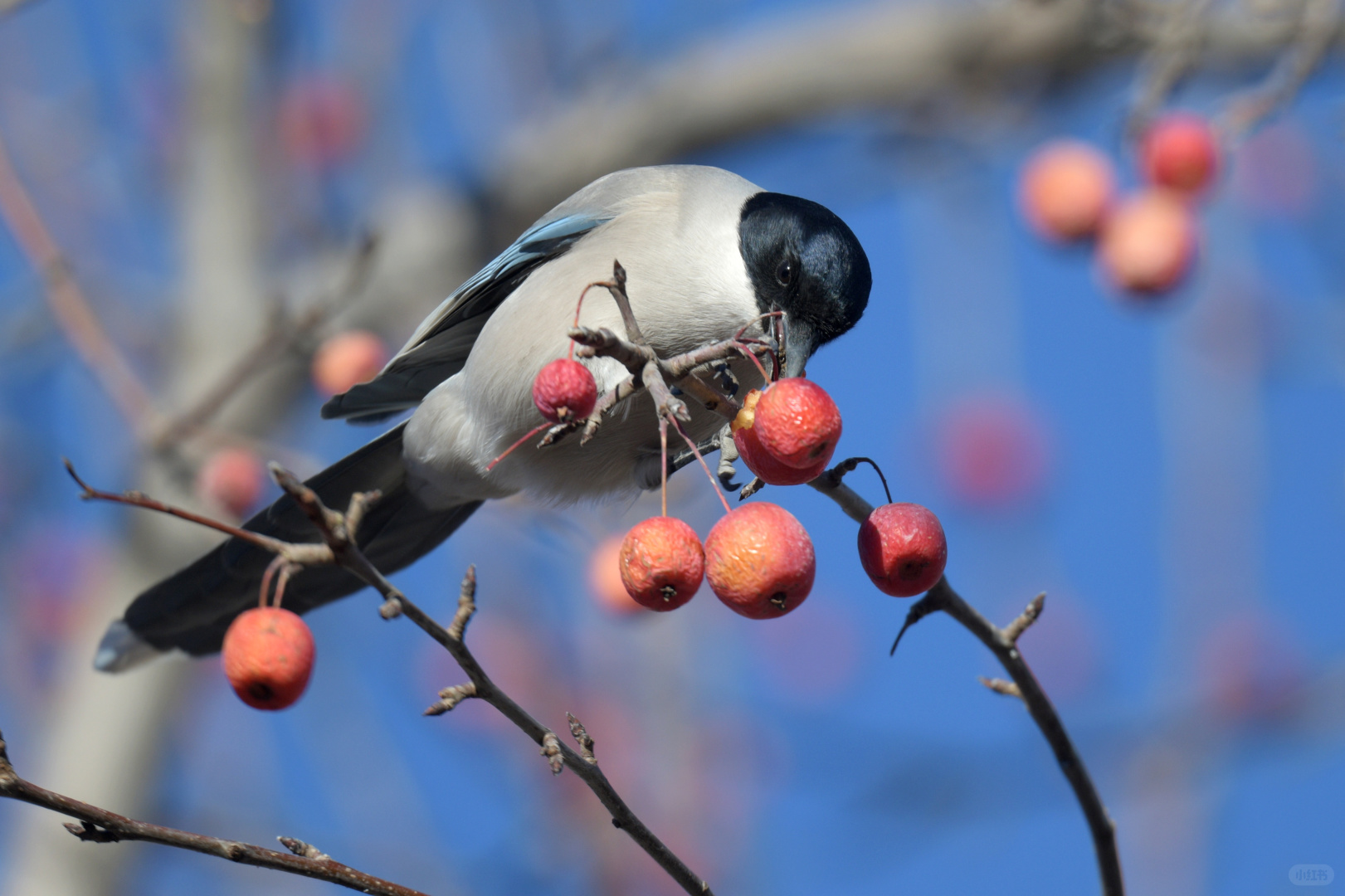 Beijing/Tianjin-Photographed in Yuyuantan Park on December 21, 2024, black-tailed gros