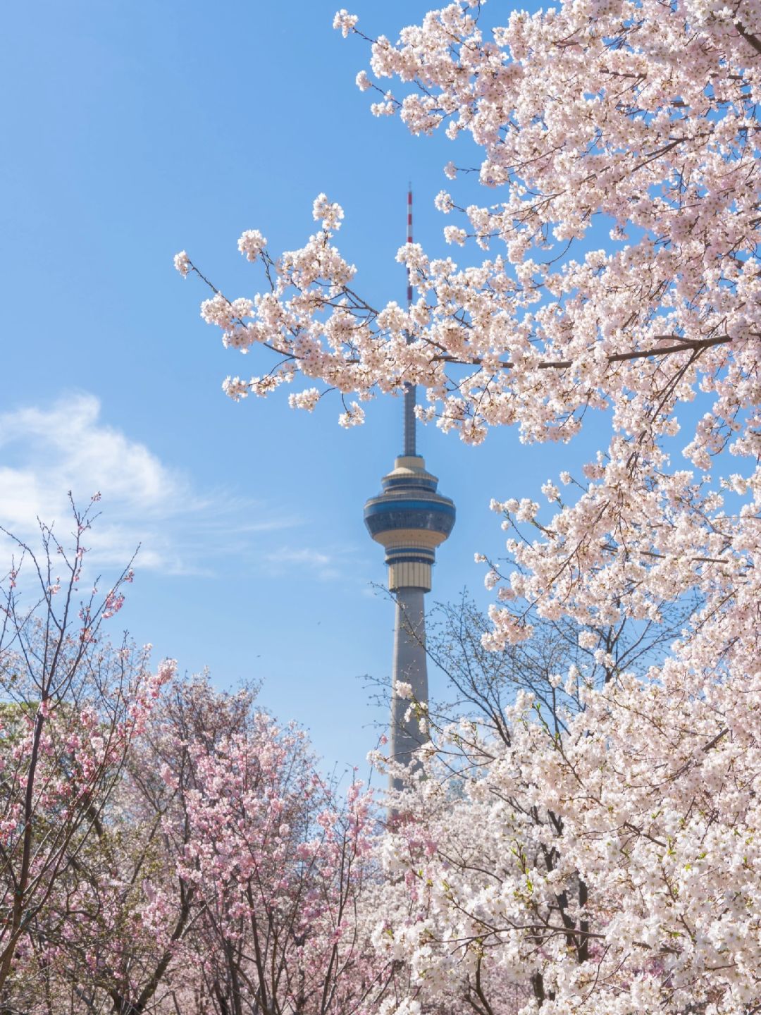 Beijing/Tianjin-Yuyuantan Cherry Blossoms🌸Two hours saving time, effort and less queu