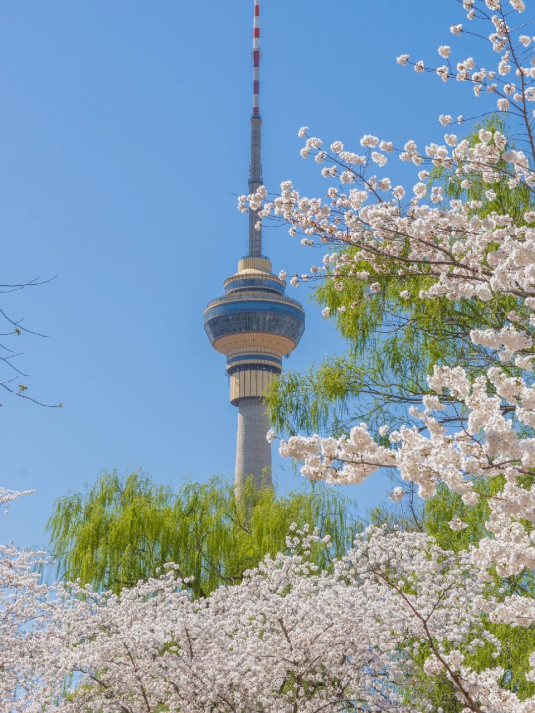 Beijing/Tianjin-Yuyuantan Cherry Blossoms🌸Two hours saving time, effort and less queu