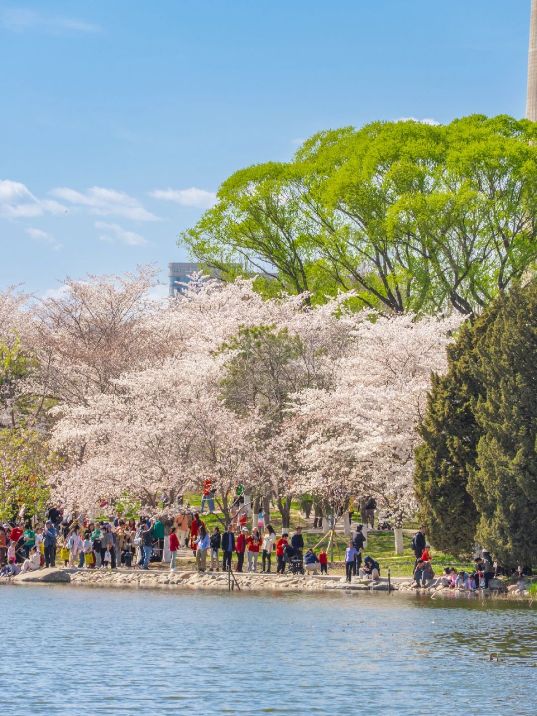 Beijing/Tianjin-Yuyuantan Cherry Blossoms🌸Two hours saving time, effort and less queu