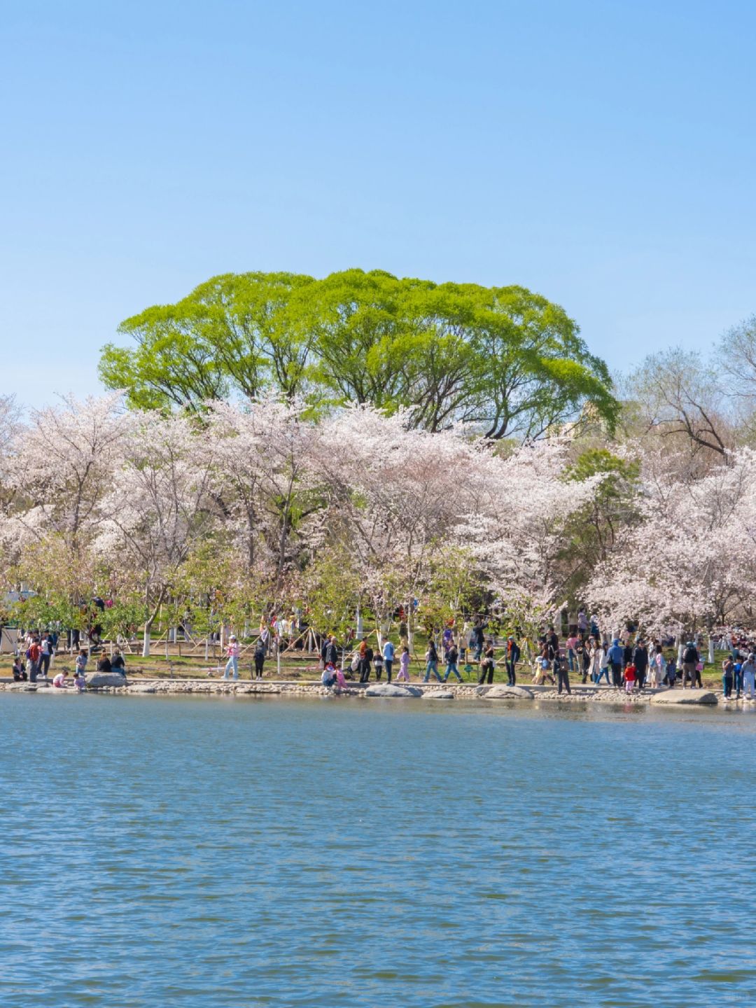 Beijing/Tianjin-Yuyuantan Cherry Blossoms🌸Two hours saving time, effort and less queu