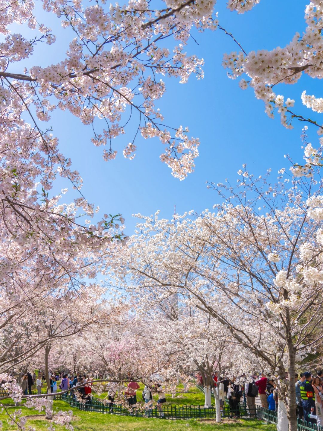 Beijing/Tianjin-Yuyuantan Cherry Blossoms🌸Two hours saving time, effort and less queu