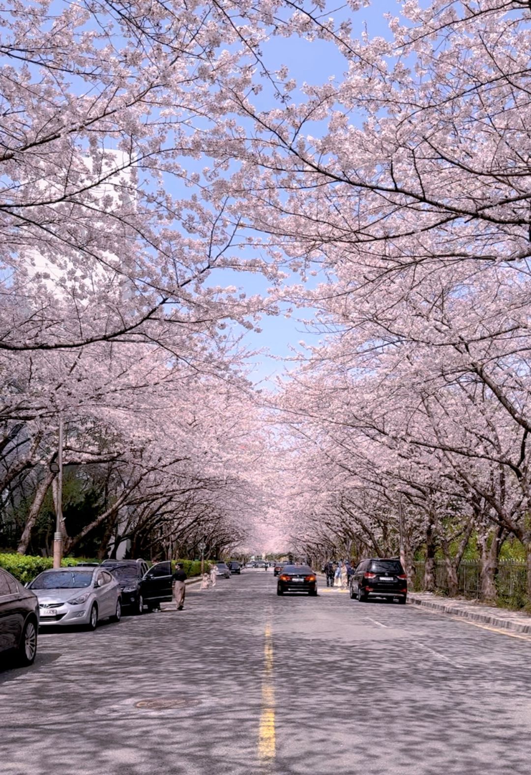 Busan/Jeju-Cherry blossoms in Busan are in full bloom. Visit Dongbaek and Gamcheon Culture Village