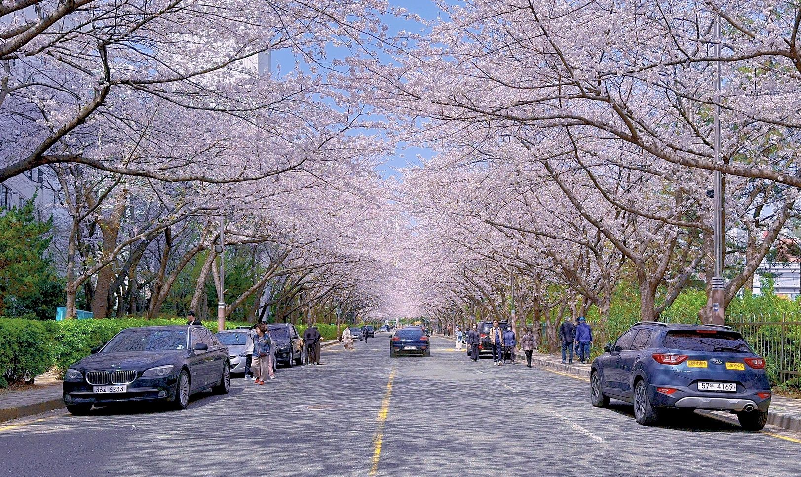 Busan/Jeju-Cherry blossoms in Busan are in full bloom. Visit Dongbaek and Gamcheon Culture Village