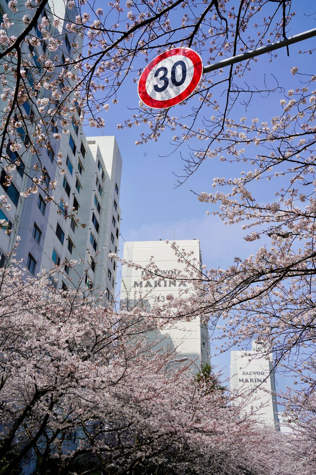 Busan/Jeju-Cherry blossoms in Busan are in full bloom. Visit Dongbaek and Gamcheon Culture Village