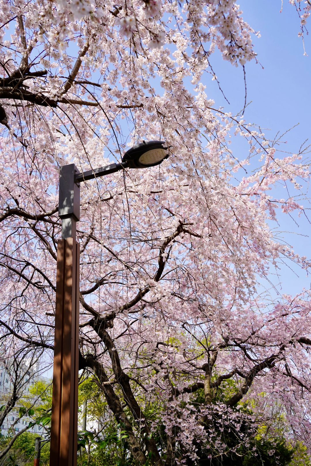 Busan/Jeju-Cherry blossoms in Busan are in full bloom. Visit Dongbaek and Gamcheon Culture Village