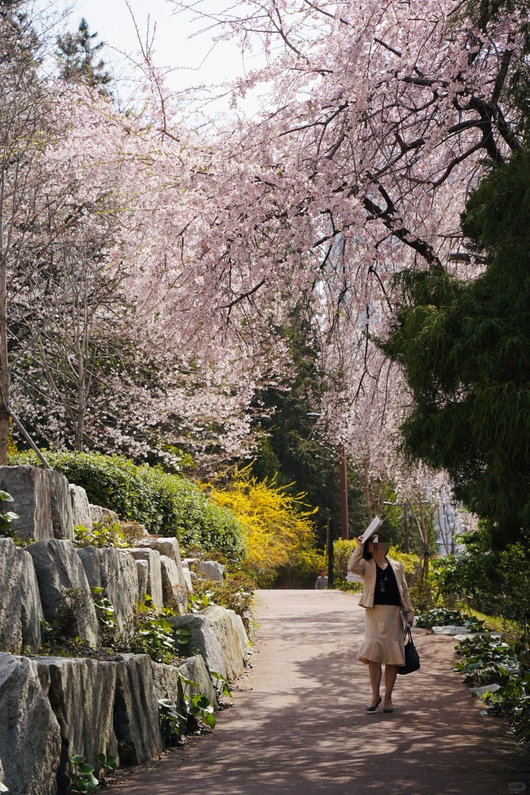 Busan/Jeju-Cherry blossoms in Busan are in full bloom. Visit Dongbaek and Gamcheon Culture Village