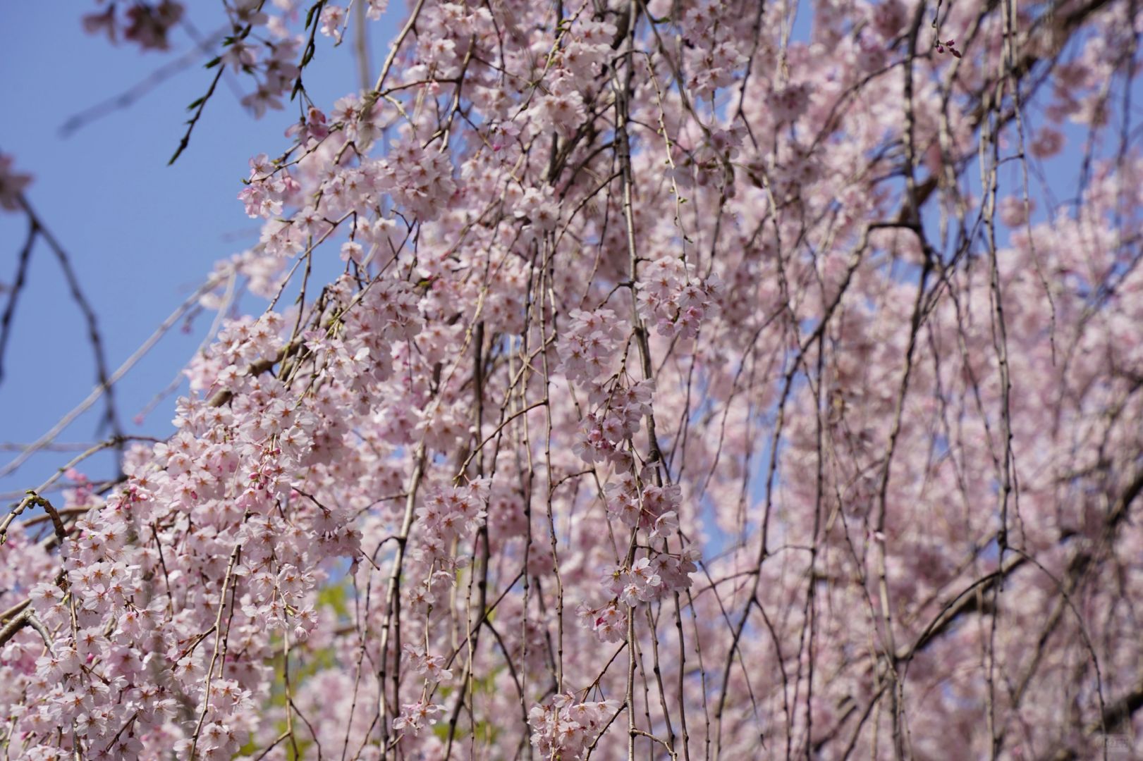 Busan/Jeju-Cherry blossoms in Busan are in full bloom. Visit Dongbaek and Gamcheon Culture Village