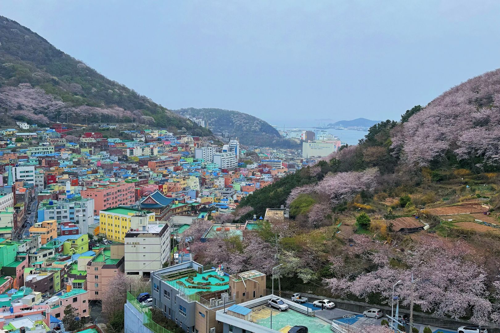 Busan/Jeju-Cherry blossoms in Busan are in full bloom. Visit Dongbaek and Gamcheon Culture Village