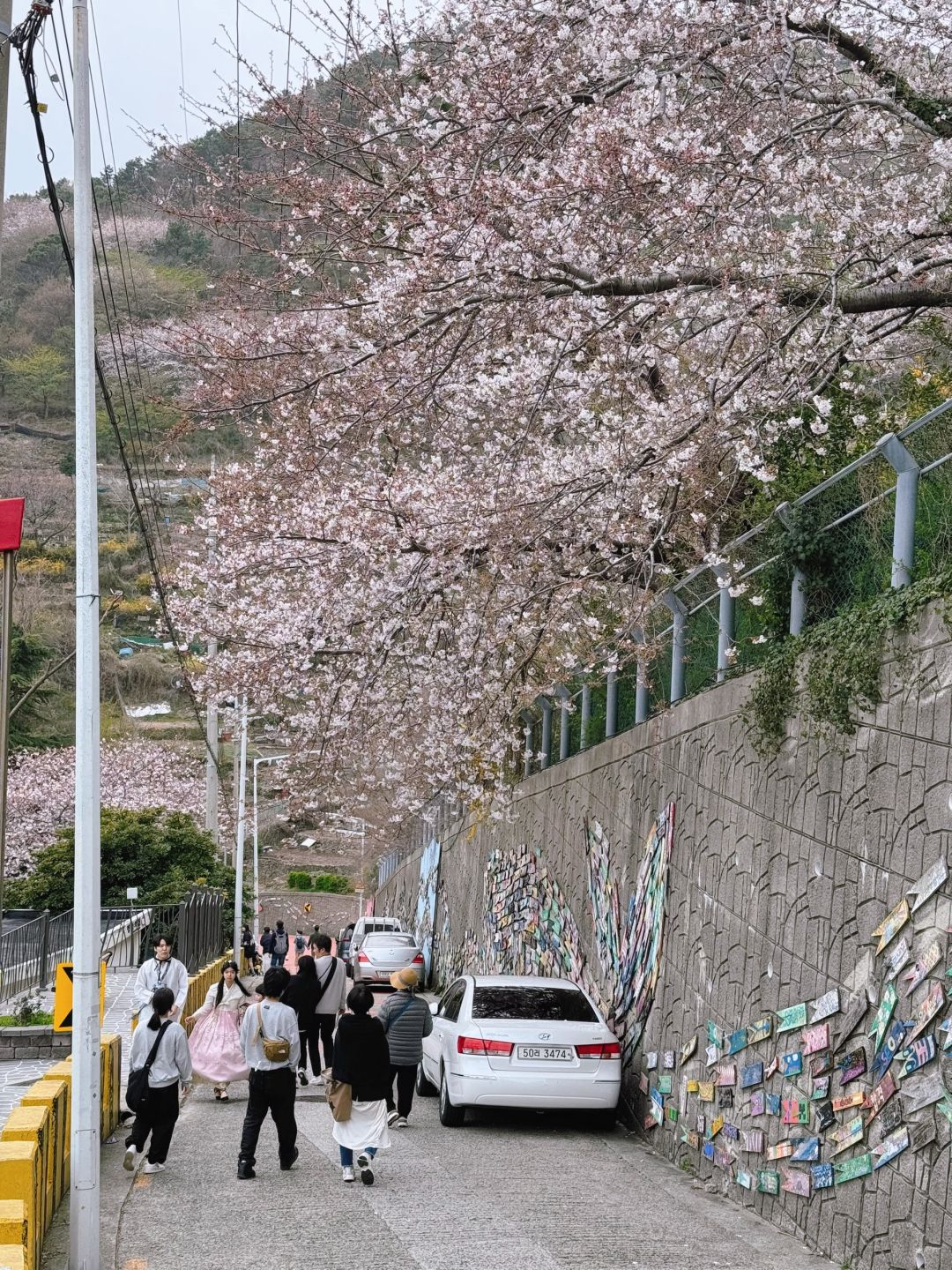 Busan/Jeju-Cherry blossoms in Busan are in full bloom. Visit Dongbaek and Gamcheon Culture Village