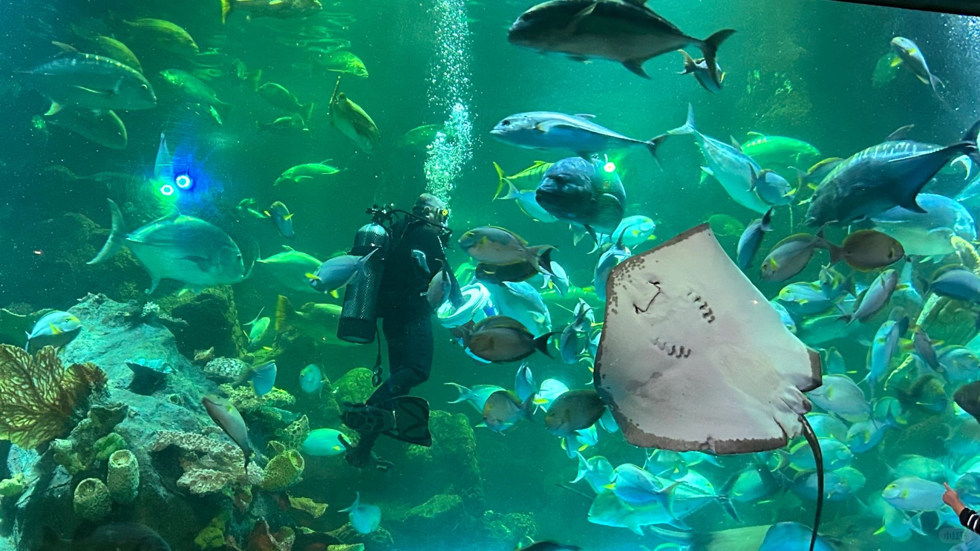 Jakarta-Ancol Beach Dream Ocean Park, Interesting oceanarium near Jakarta, suitable for children