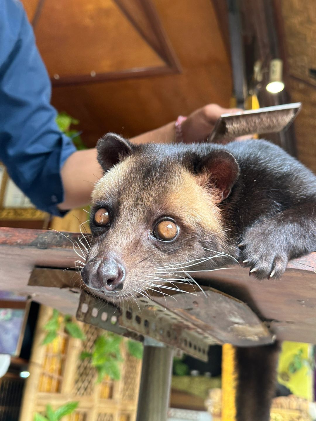 Bali-Bali Ubud Market Bali Star Coffee, the owner has two pets Luwak, they are fat and cute