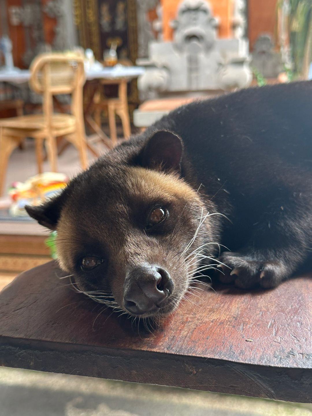 Bali-Bali Ubud Market Bali Star Coffee, the owner has two pets Luwak, they are fat and cute