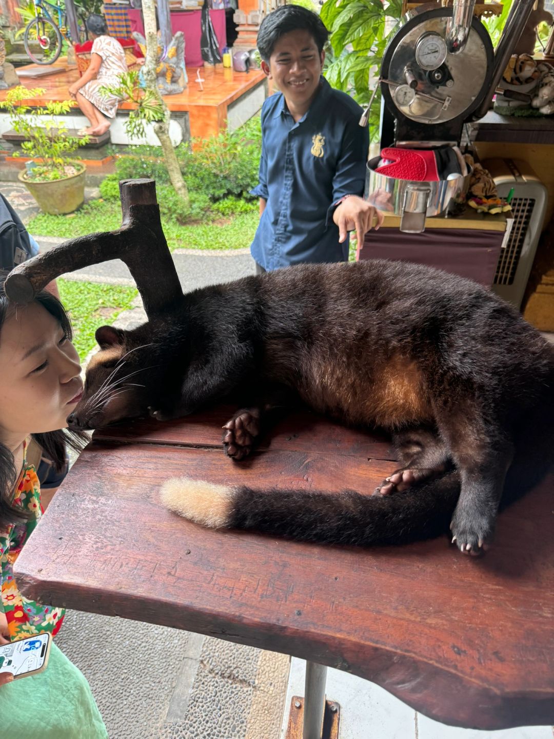 Bali-Bali Ubud Market Bali Star Coffee, the owner has two pets Luwak, they are fat and cute