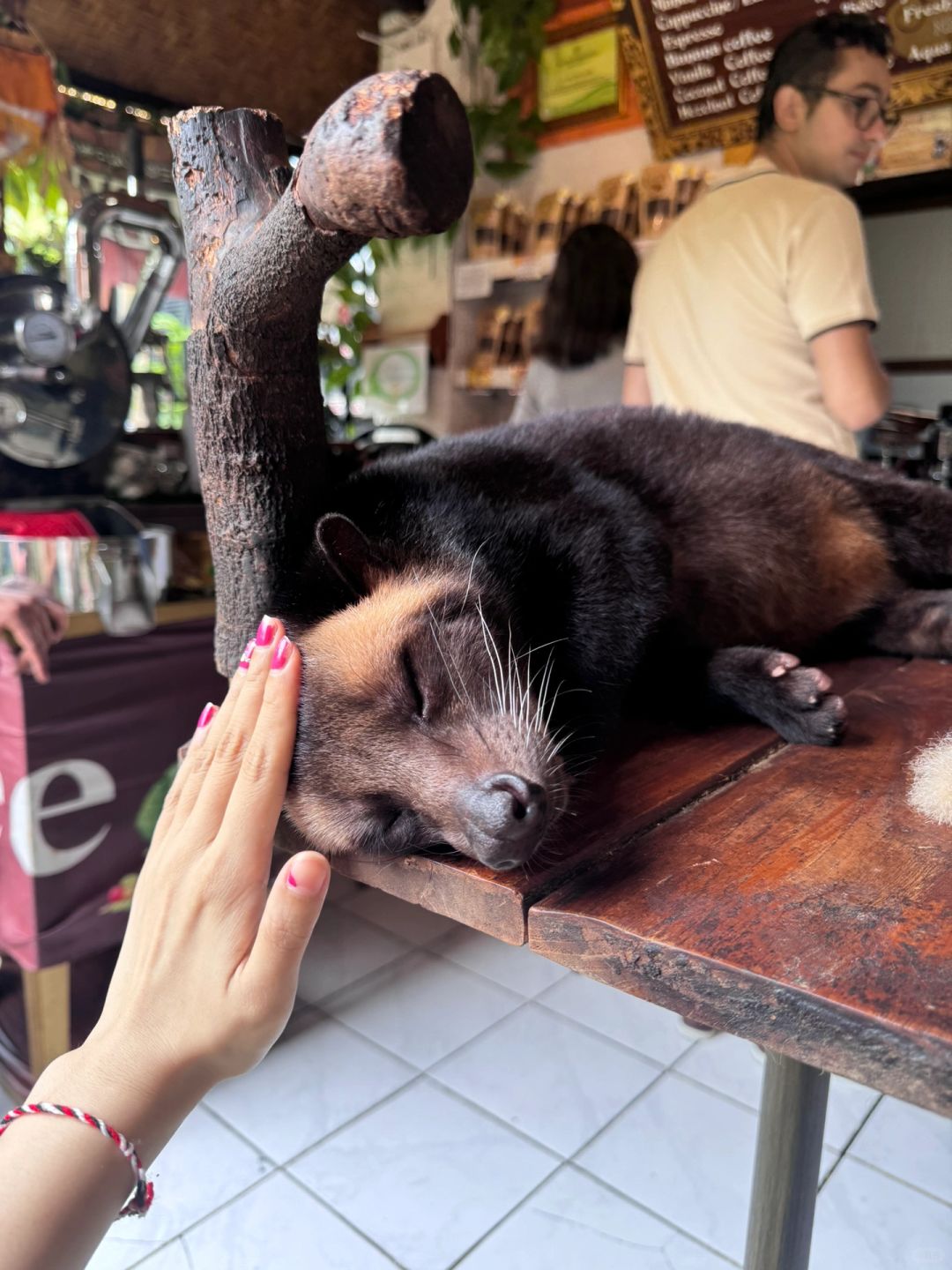 Bali-Bali Ubud Market Bali Star Coffee, the owner has two pets Luwak, they are fat and cute