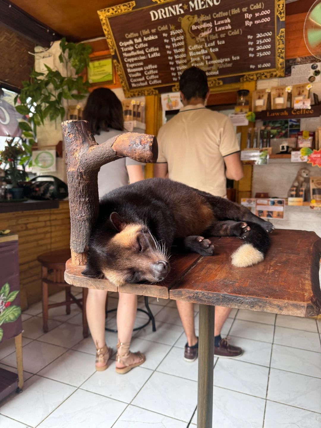 Bali-Bali Ubud Market Bali Star Coffee, the owner has two pets Luwak, they are fat and cute