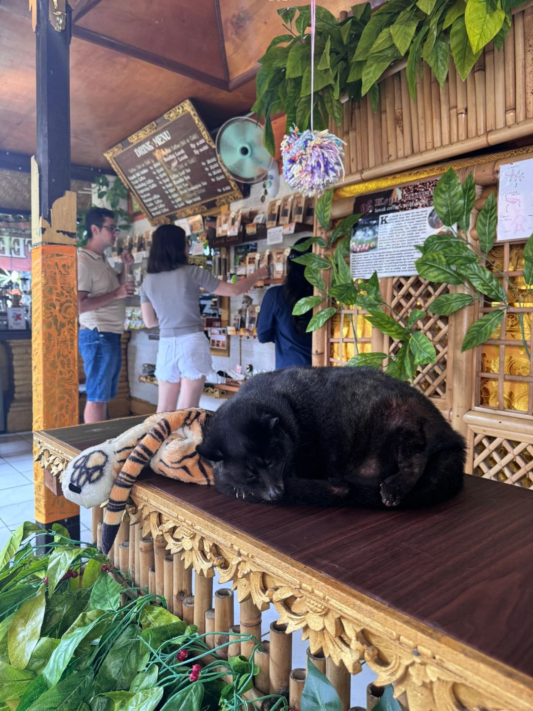 Bali-Bali Ubud Market Bali Star Coffee, the owner has two pets Luwak, they are fat and cute