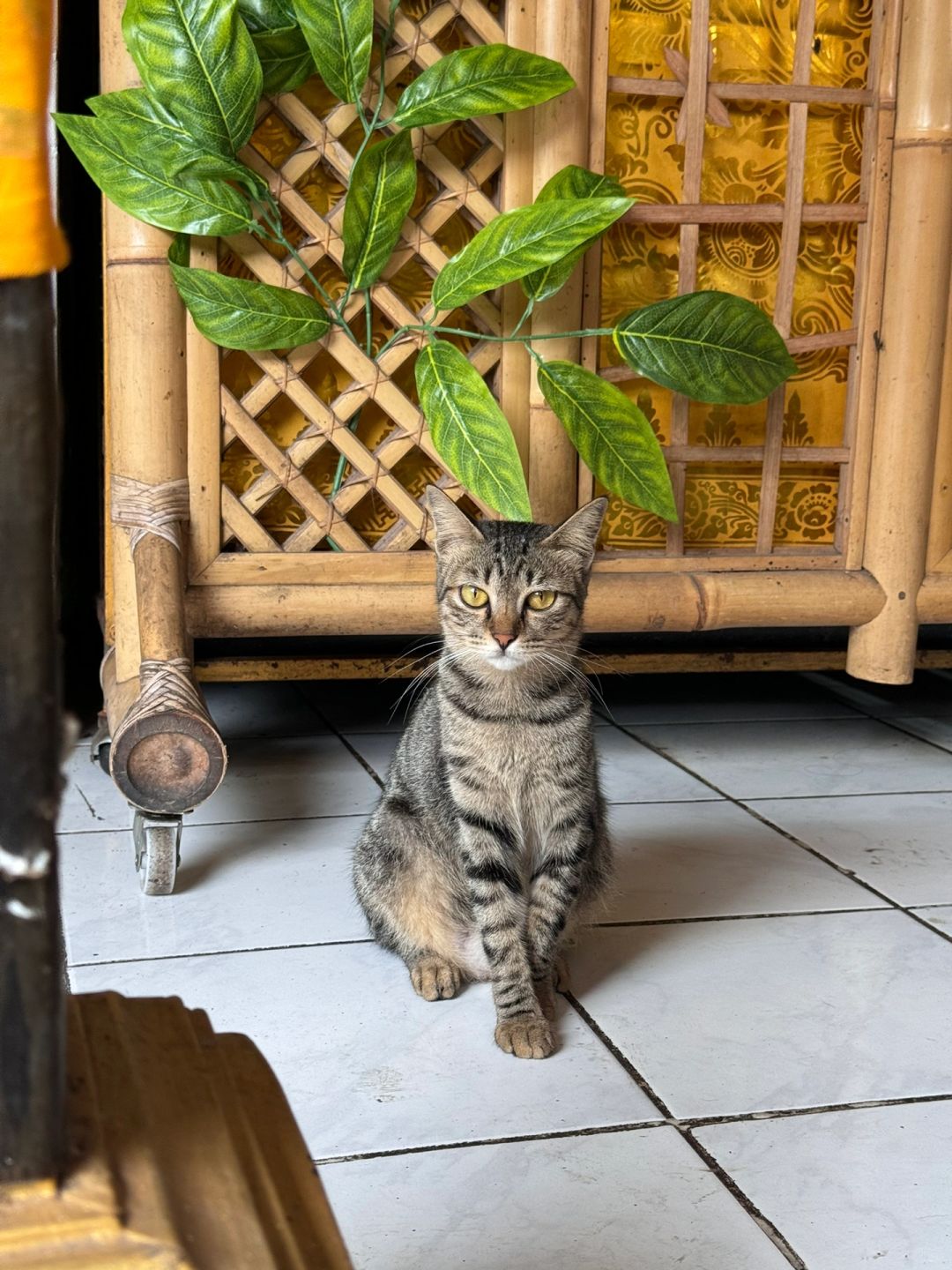 Bali-Bali Ubud Market Bali Star Coffee, the owner has two pets Luwak, they are fat and cute