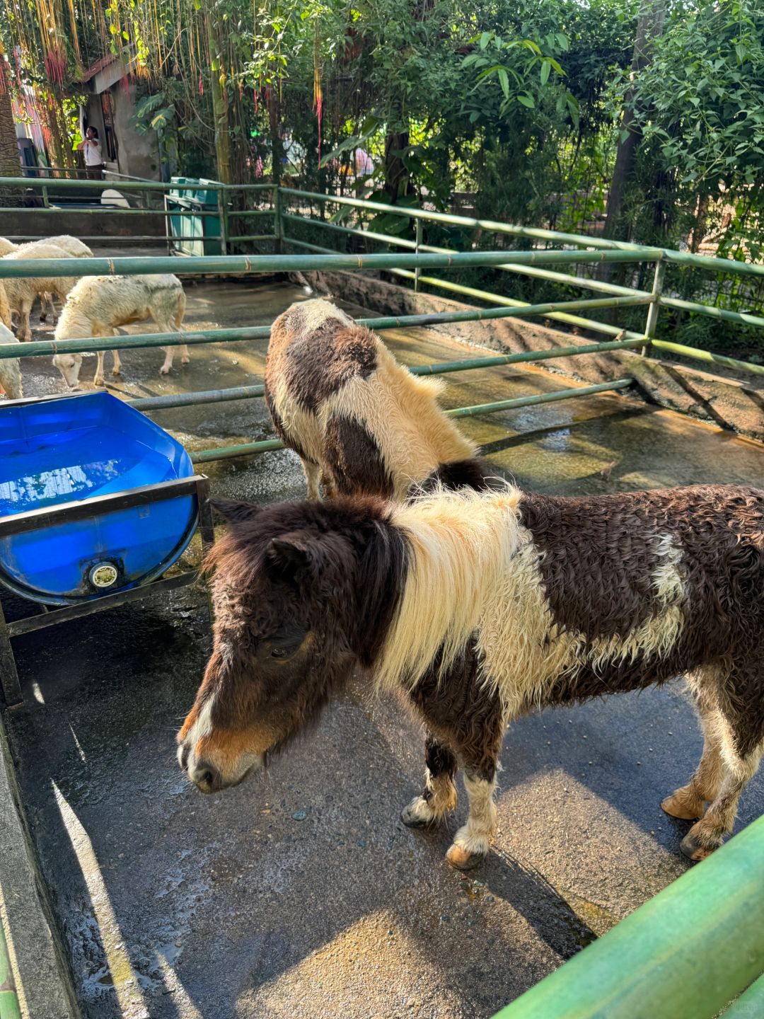 Clark/Angel City-Clark Safari and Adventure Park, where you can get up close and personal with animals