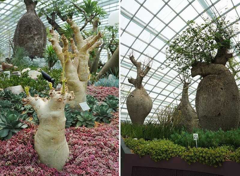 Singapore-Singapore's Gardens by the Bay, 18 "Supertrees" 25 to 50 meters high, and more than 160,000 tropical plants