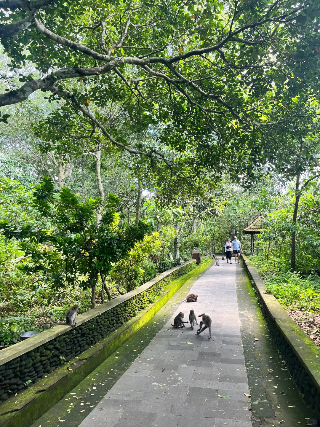 Bali-Bali Monkey Forest Park, Temple built 17th century, has lush trees and gentle monkeys