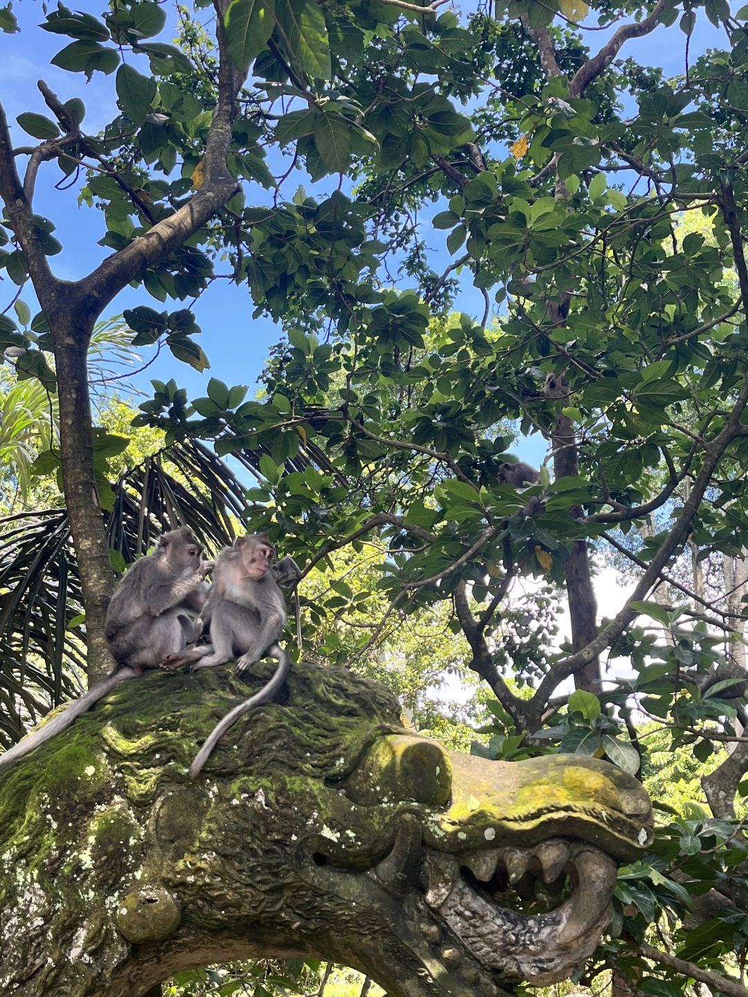 Bali-Bali Monkey Forest Park, Temple built 17th century, has lush trees and gentle monkeys