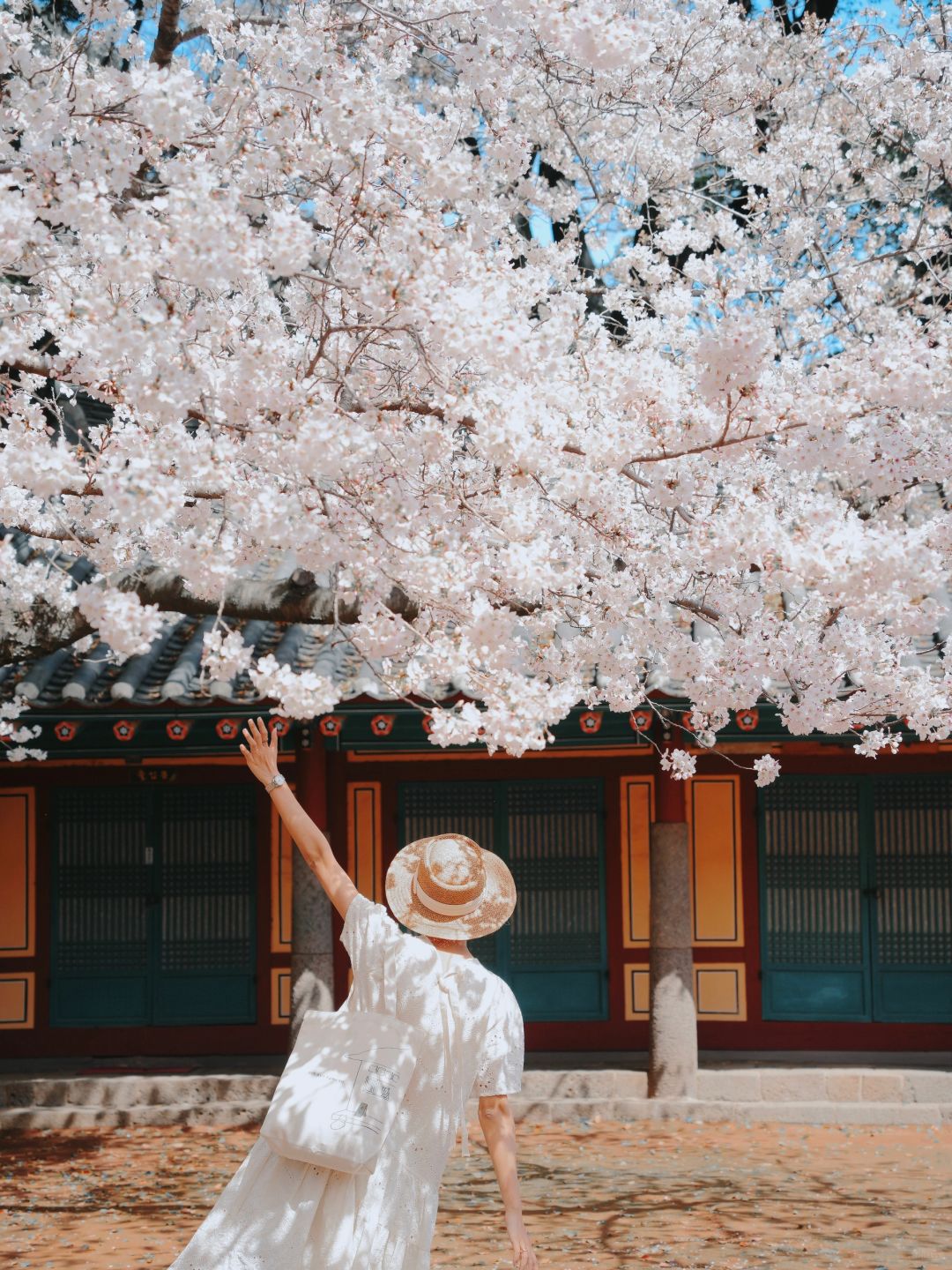 Busan/Jeju-Enjoy the cherry blossoms in Jeju Island, and you will be pink girl style wherever you go