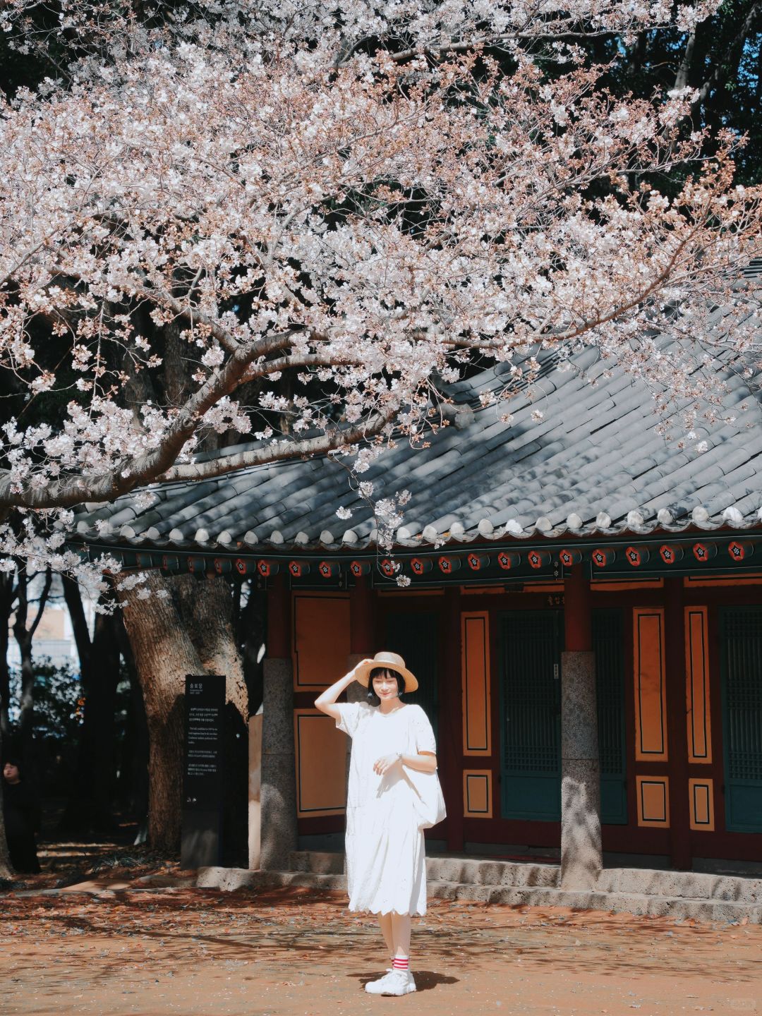 Busan/Jeju-Enjoy the cherry blossoms in Jeju Island, and you will be pink girl style wherever you go